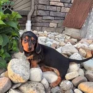 Sandy, Dachshund Puppy